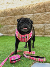 Load image into Gallery viewer, Leash - Santa Monica