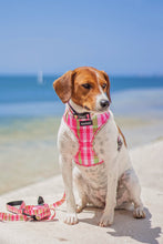 Load image into Gallery viewer, Leash - Santa Monica