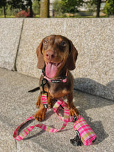 Load image into Gallery viewer, Collar - Santa Monica