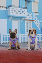 Load image into Gallery viewer, Harness - Huelva