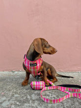 Load image into Gallery viewer, Leash - Santa Monica