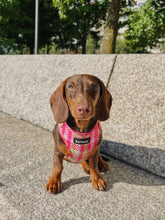 Load image into Gallery viewer, Harness - Santa Monica