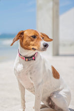 Load image into Gallery viewer, Collar - Santa Monica