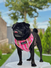 Load image into Gallery viewer, Harness - Santa Monica