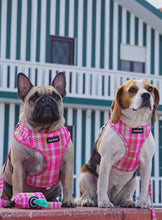 Load image into Gallery viewer, Harness - Santa Monica