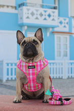 Load image into Gallery viewer, Leash - Santa Monica