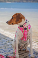 Load image into Gallery viewer, Harness - Santa Monica