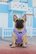 Load image into Gallery viewer, Harness - Huelva