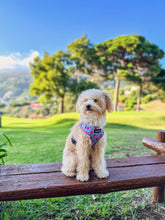 Load image into Gallery viewer, Harness - Huelva