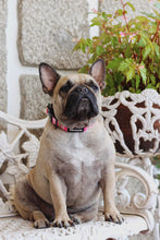 Load image into Gallery viewer, Collar - Santa Monica