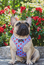 Load image into Gallery viewer, Harness - Huelva