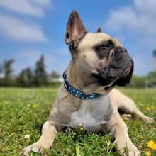 Load image into Gallery viewer, Collar - Nice