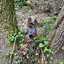 Load image into Gallery viewer, Bandana - Kyoto