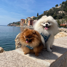 Load image into Gallery viewer, Harness - Nice