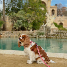 Load image into Gallery viewer, Leash - Santa Fe