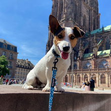 Load image into Gallery viewer, Leash - Nice