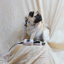 Load image into Gallery viewer, Collar - Toronto