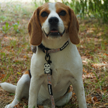 Load image into Gallery viewer, Collar - Toronto