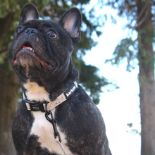 Load image into Gallery viewer, Collar - Toronto