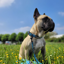 Load image into Gallery viewer, Leash - Nice